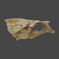 Animal Skull Specimen With Identification Number 2385 And Detailed Bone Structure