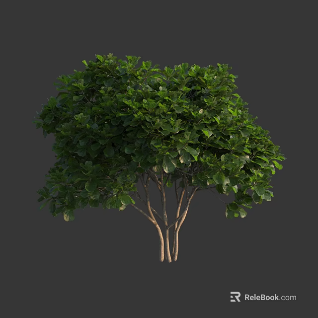 Lush Green Leafy Arbor Featuring Multiple Trunks And Vibrant Healthy Foliage 3d model