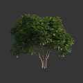 Lush Green Leafy Arbor Featuring Multiple Trunks And Vibrant Healthy Foliage 3d model