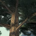 Evergreen Tree With Dense Green Foliage And Strong Trunk In Light Background