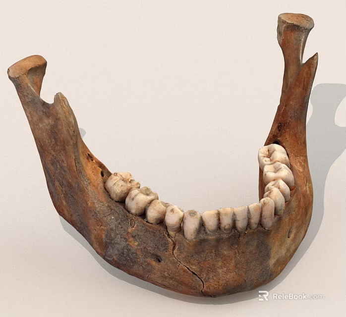 Ancient Jawbone Fossil With Preserved Teeth And Detailed Bone Structure 3d model 