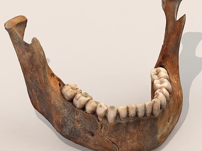 Ancient Jawbone Fossil With Preserved Teeth And Detailed Bone Structure 3d model
