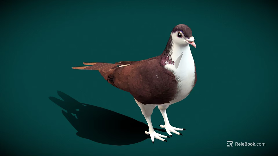 A brown and white pigeon standing on green background with visible shadow 3d model
