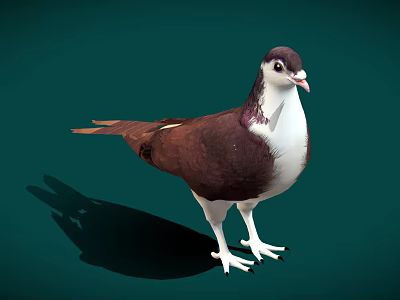 A brown and white pigeon standing on green background with visible shadow 3d model
