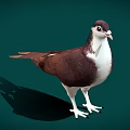 A brown and white pigeon standing on green background with visible shadow 3d model