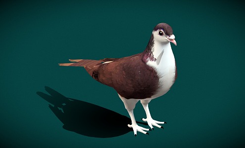 Modern pigeons 3d model