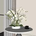 Potted Orchid Plant With White Orchids Green Leaves In White Pot On Round Table