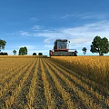 Beautiful Rural Harvest Scenery With Combine Harvester In Golden Wheat Field Under Clear Blue Sky