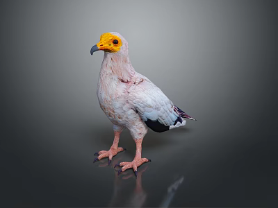 White Bird With Yellow Head And Black Wings Standing On Gray Background 3d model