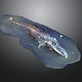 Realistic Crocodile Skeleton Model on Rock Base Display Platform with Detailed Structure 3d model