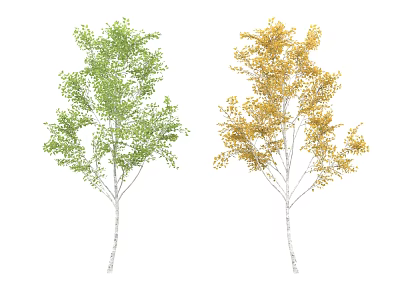 Two Arbor Trees With Green And Golden Yellow Leaves White Trunks In Contrasting Colors 3d model