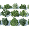 Various Green Ornamental Shrubs with Different Leaf Shapes for Landscaping and Garden Design