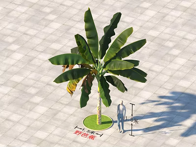Banana Tree Growing On Square Tiles Ground With Green Circular Area And Person 3d model