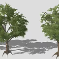 Multiple Lush Green Trees With Aerial Roots Against Gray Background