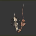 Dinosaur Skeletons Display Triceratops Skull And Small Dinosaur White Copper Color On Black Base