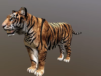 Realistic Tiger 3D Model Featuring Striped Fur And Standing Posture 3d model
