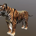 Realistic Tiger 3D Model Featuring Striped Fur And Standing Posture 3d model