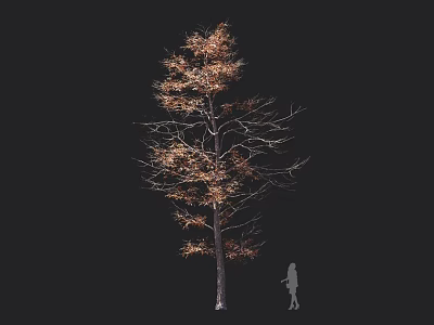 Tall Arbor With Dry Yellow Leaves And Bare Branches Beside Person Silhouette 3d model