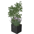 Bonsai Potted Plant With Green Foliage And Purple Flowers In Square Brown Planter