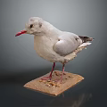 Detailed Preserved Seagull Taxidermy Standing On Base With Small Pebbles