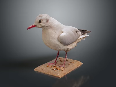 Detailed Preserved Seagull Taxidermy Standing On Base With Small Pebbles 3d model