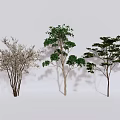 Three Arbor Trees with Different Foliage and Slender Trunks in Natural Scene 3d model