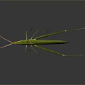 Detailed Green Insect With Long Legs And Slender Body In Natural View
