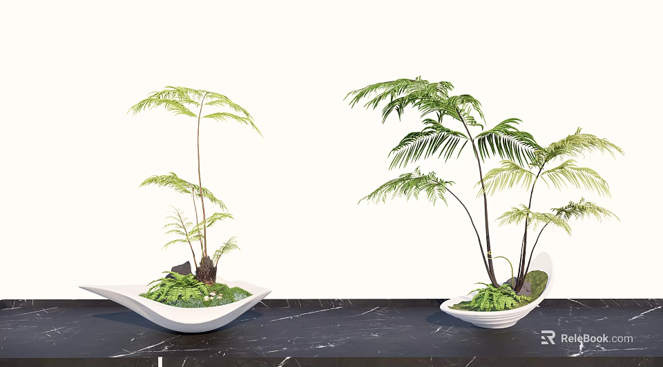 Beautiful Elegant Bonsai Fern Plants In White Pots On Black Marble Tabletop 3d model 