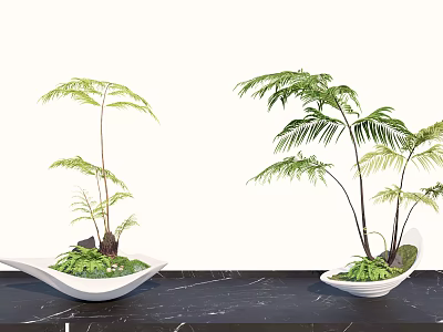 Beautiful Elegant Bonsai Fern Plants In White Pots On Black Marble Tabletop 3d model