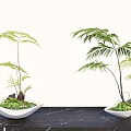 Beautiful Elegant Bonsai Fern Plants In White Pots On Black Marble Tabletop