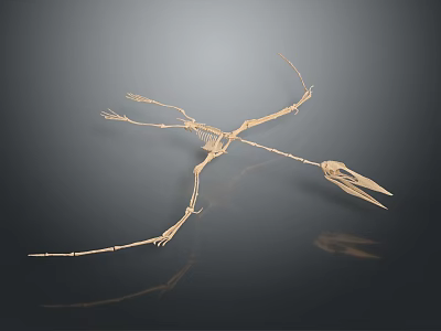 Medical Device Detailed Anatomical Skeleton Model for Educational Teaching and Laboratory Study 3d model