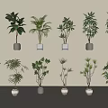 Various Green Leafy Potted Plants In White Pots Arranged On Beige Background