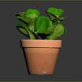 Healthy Green Leafy Plant with Rounded Leaves in Terracotta Pot on Dark Background