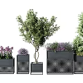 Bonsai Potted Plants With Black Metal Grid Planters Olive Tree And Purple Flowers