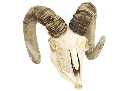 Sheep Skull With Large Curved Horns And Detailed Natural Bone Structure 3d model