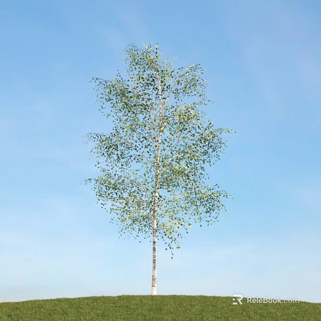 Tall White Trunk Tree with Green Drooping Leaves Against Clear Blue Sky 3d model 