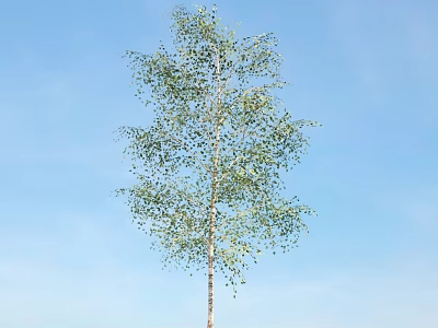 Tall White Trunk Tree with Green Drooping Leaves Against Clear Blue Sky 3d model