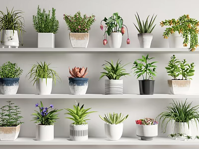 Various Bonsai Potted Plants on Shelves with Decorative Pots and Indoor Greenery 3d model
