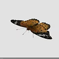 Vibrant Orange Butterfly With Black Spots And White Markings On Delicate Patterned Wings