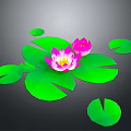 Stunning Pink Lotus Flowers with Fresh Green Leaves on Dark Background Water Plant