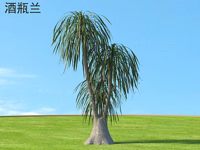 Wine Bottle Palm Tree With Bulbous Trunk And Long Leaves In Green Grassland 3d model
