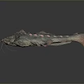 Long Whiskered Dark Fish With Red Spots And Red Tail On Gray Background 3d model