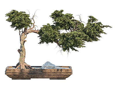 Lush Green Bonsai Tree With Twisted Trunk In Wooden Rectangular Pot And Decorative Stones 3d model