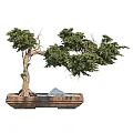 Lush Green Bonsai Tree With Twisted Trunk In Wooden Rectangular Pot And Decorative Stones