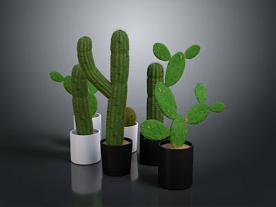Green Cactus Plants In White And Black Pots With Various Types And Sizes 3d model