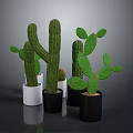 Green Cactus Plants In White And Black Pots With Various Types And Sizes