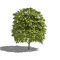 Shrubs 3d model