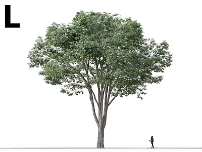 Tall Lush Foliage Tree with Thick Trunk and Human Figure for Scale 3d model