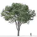 Tall Lush Foliage Tree with Thick Trunk and Human Figure for Scale