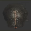 Realistic Male Head With Long Dark Hair And Facial Organs Including Eyes Nose Mouth Beard